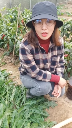 蒲公英是多年生野生蔬菜,冬天这样做来年年春天才会长的好。