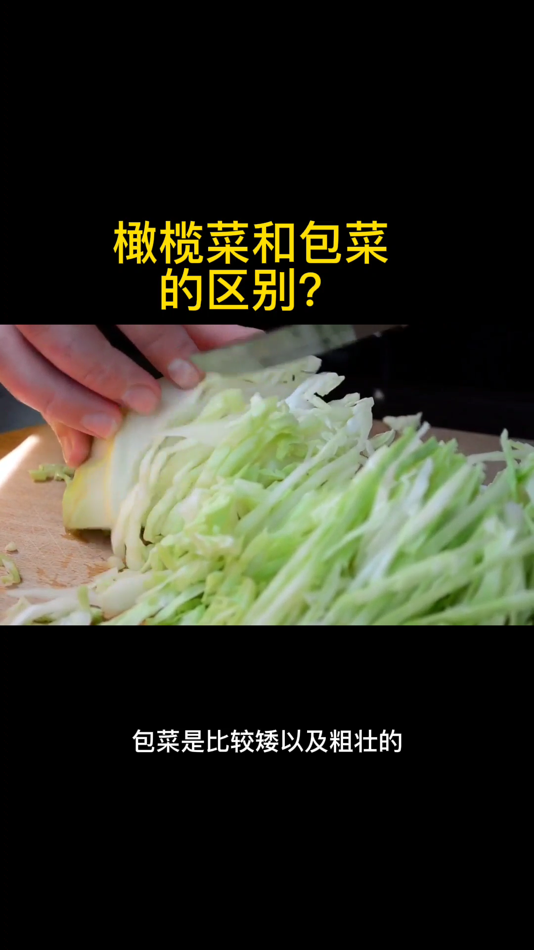 橄榄菜和包菜的区别?