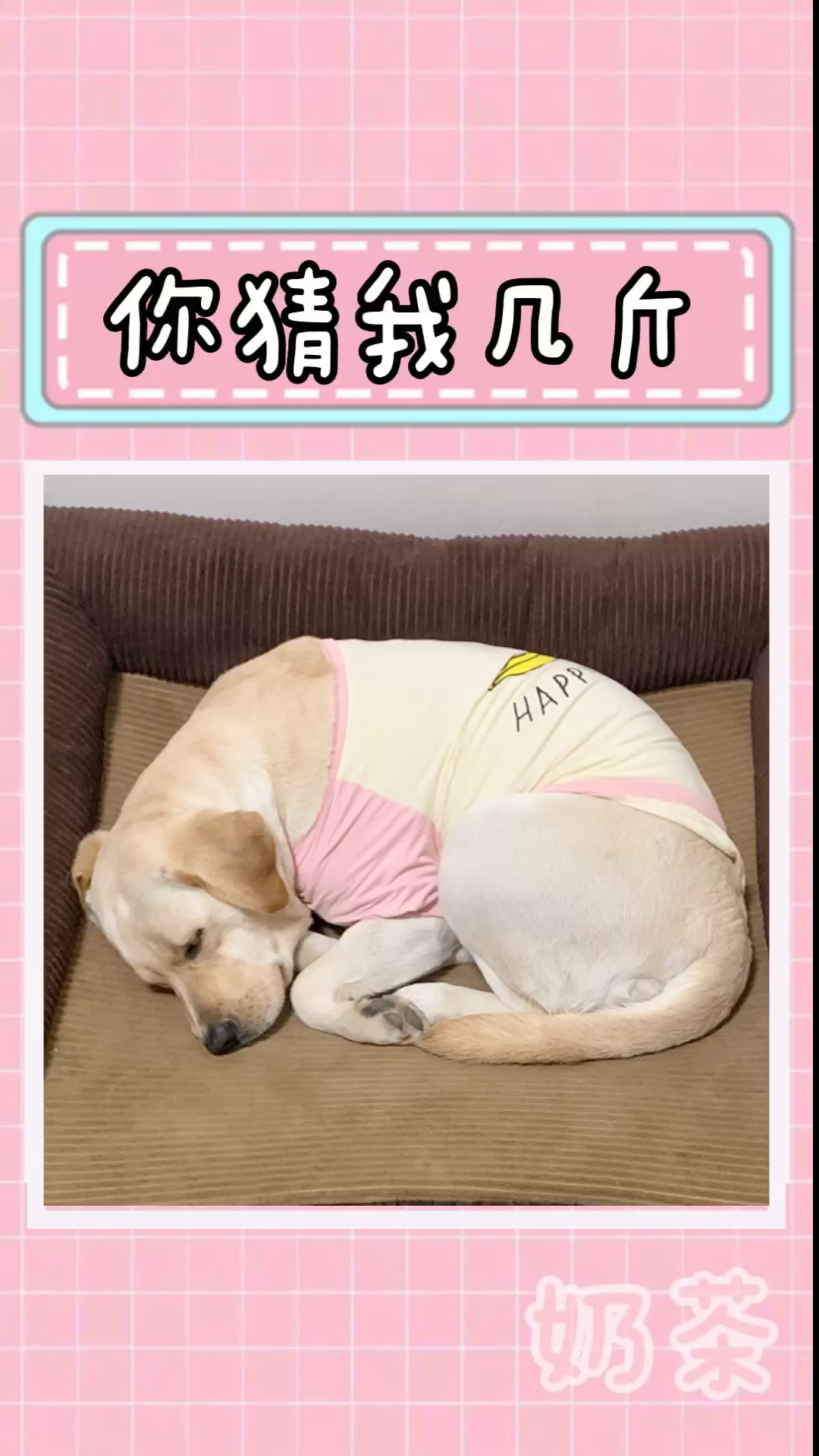 #搞笑段子剧#奶茶真不胖,别再说她胖了