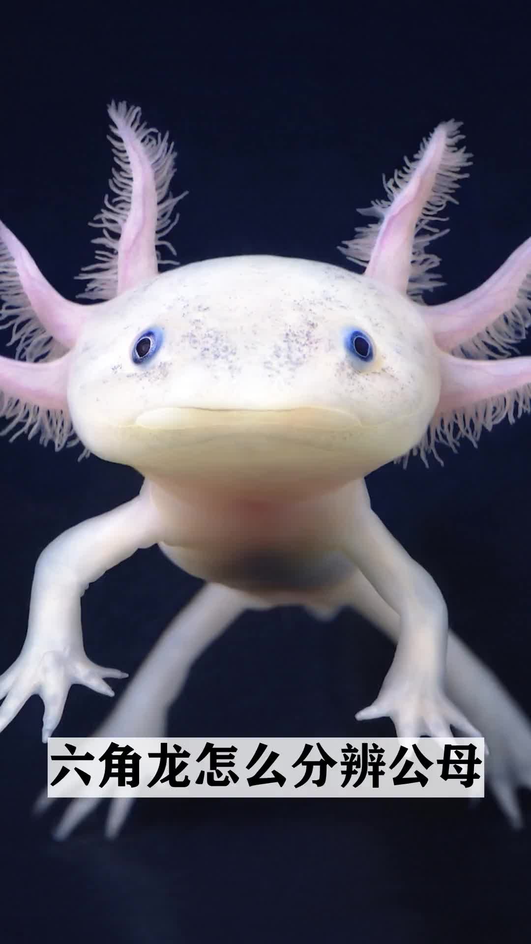 六角龙怎么分辨公母
