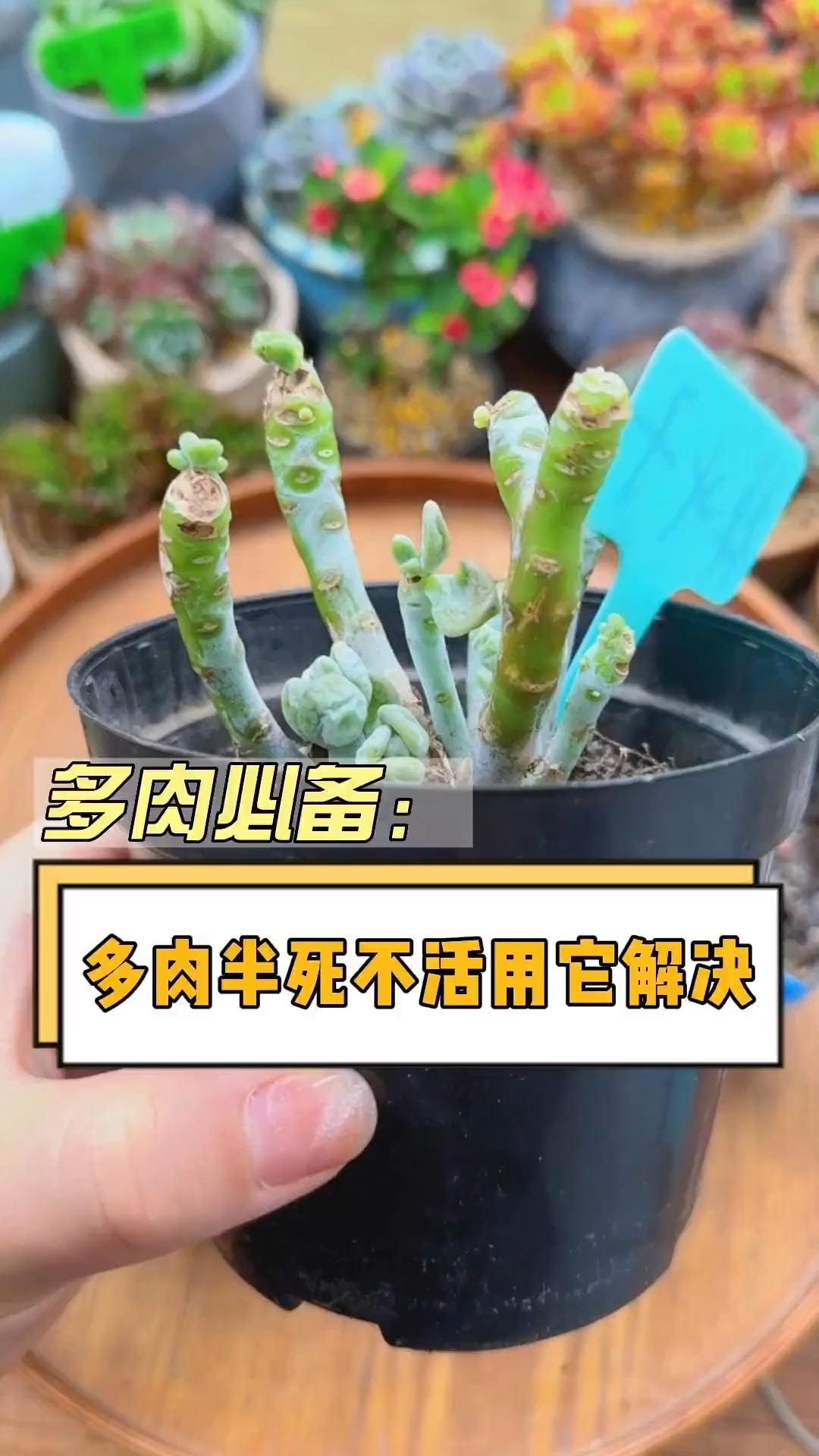 多肉光秃秃的不长新芽,该怎么办?#多肉#多肉植物#养花小知识#