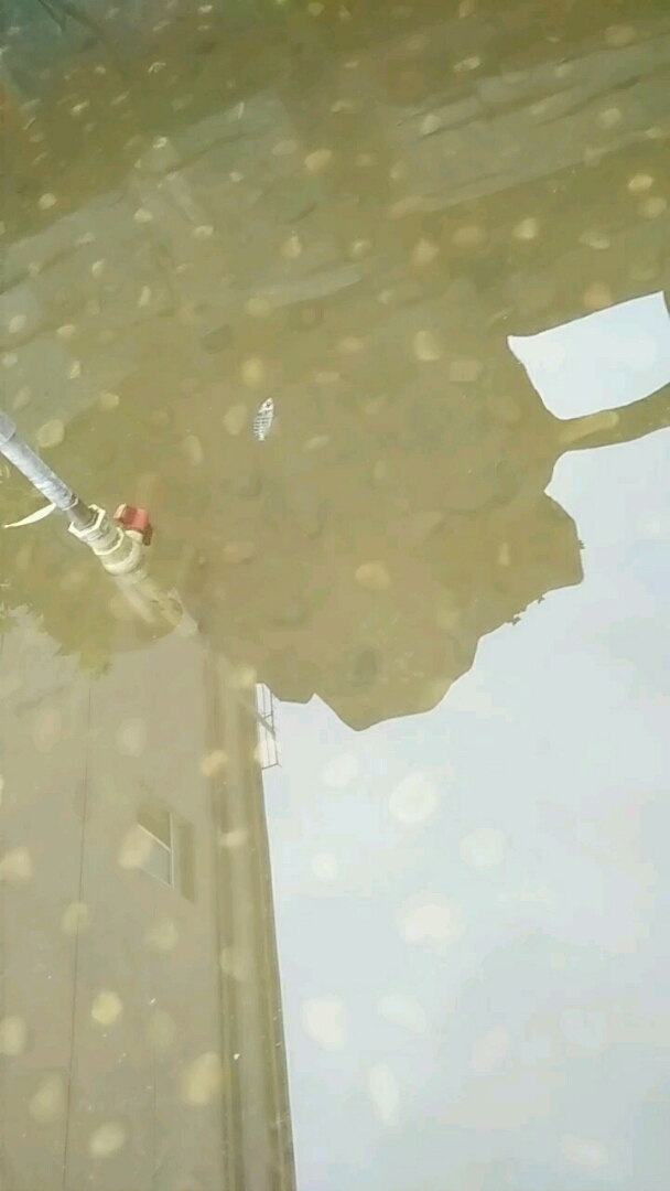 自由的小鱼!
