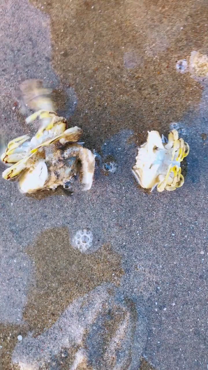 蝴蝶蟹在晒太阳