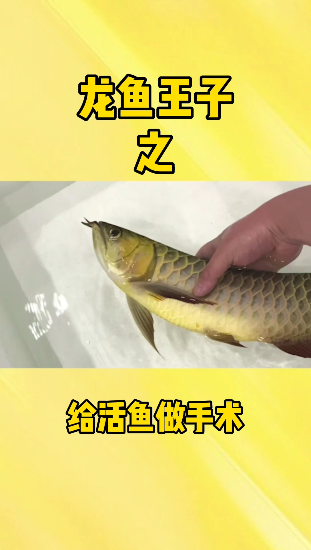 #龙鱼#给活鱼做手术,帮生病的鱼变回健康的鱼!