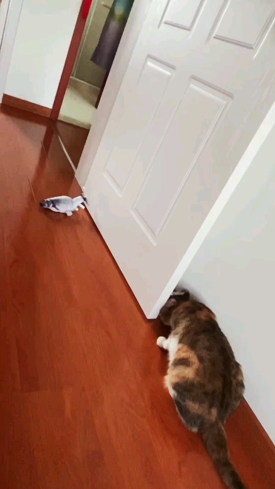 狐狸和鱼的互动这鱼能坚持多久
