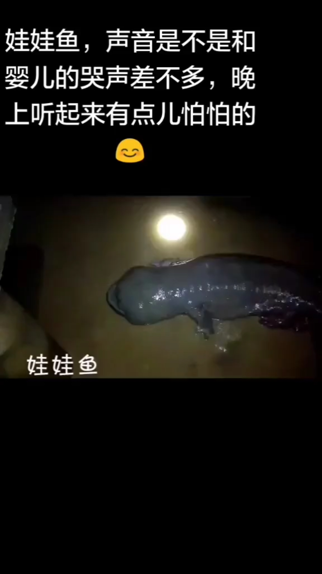 娃娃鱼,声音是不是和。婴儿的哭声差不多,晚。上听起来有点儿怕怕的