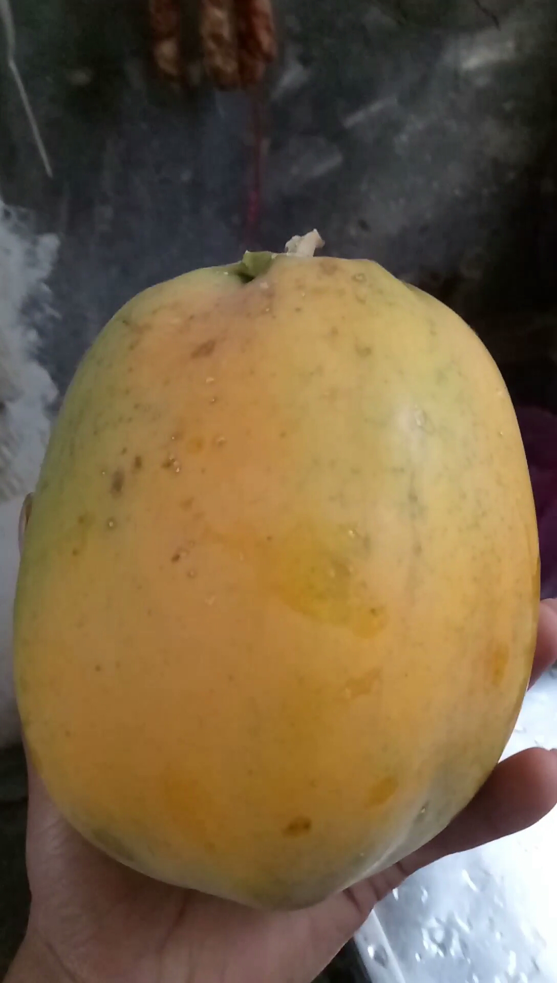 木瓜炖猪骨头汤,功效,孕妇最好的一道汤,美容养颜,增加奶水,