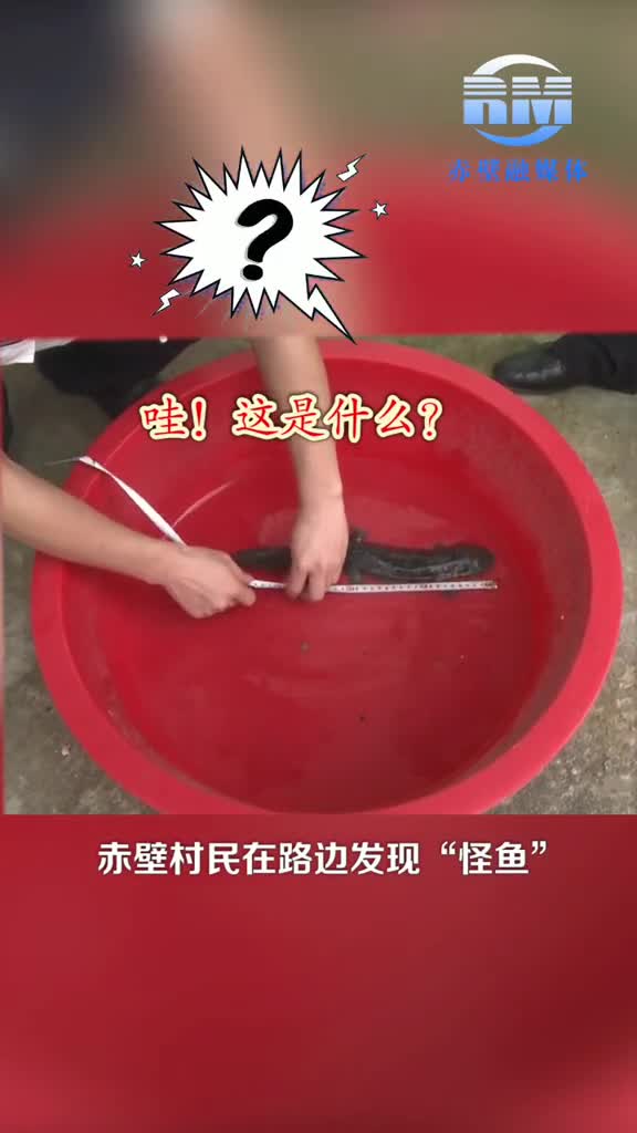 赤壁村民放生娃娃鱼!保护野生动物娃娃鱼维护生态安全