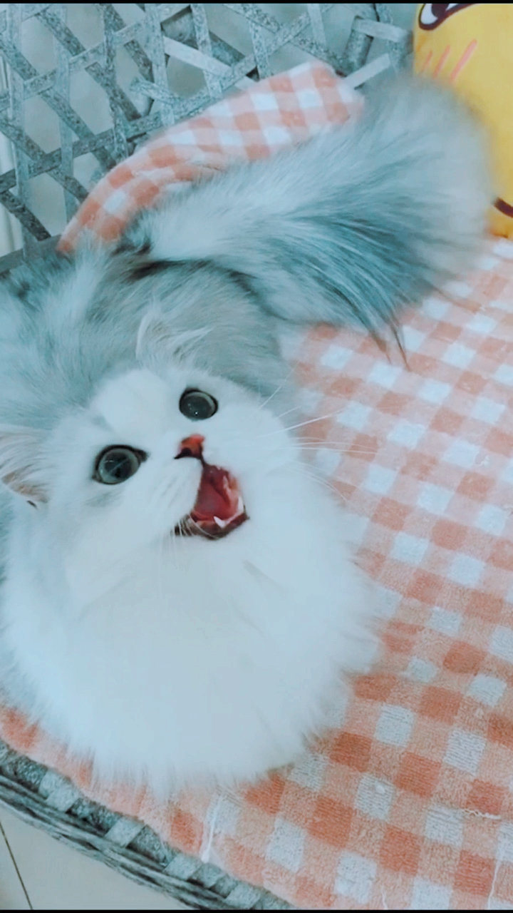 #拿破仑猫#猫也会n种笑,你见过哪一种?
