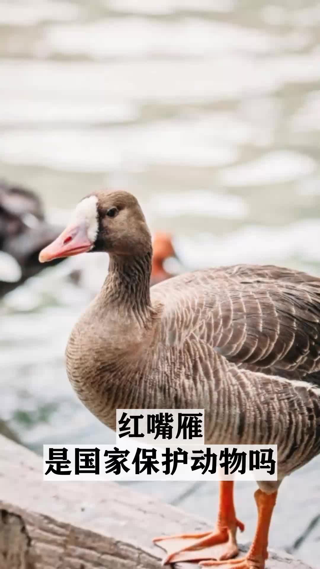 红嘴雁是国家保护动物吗