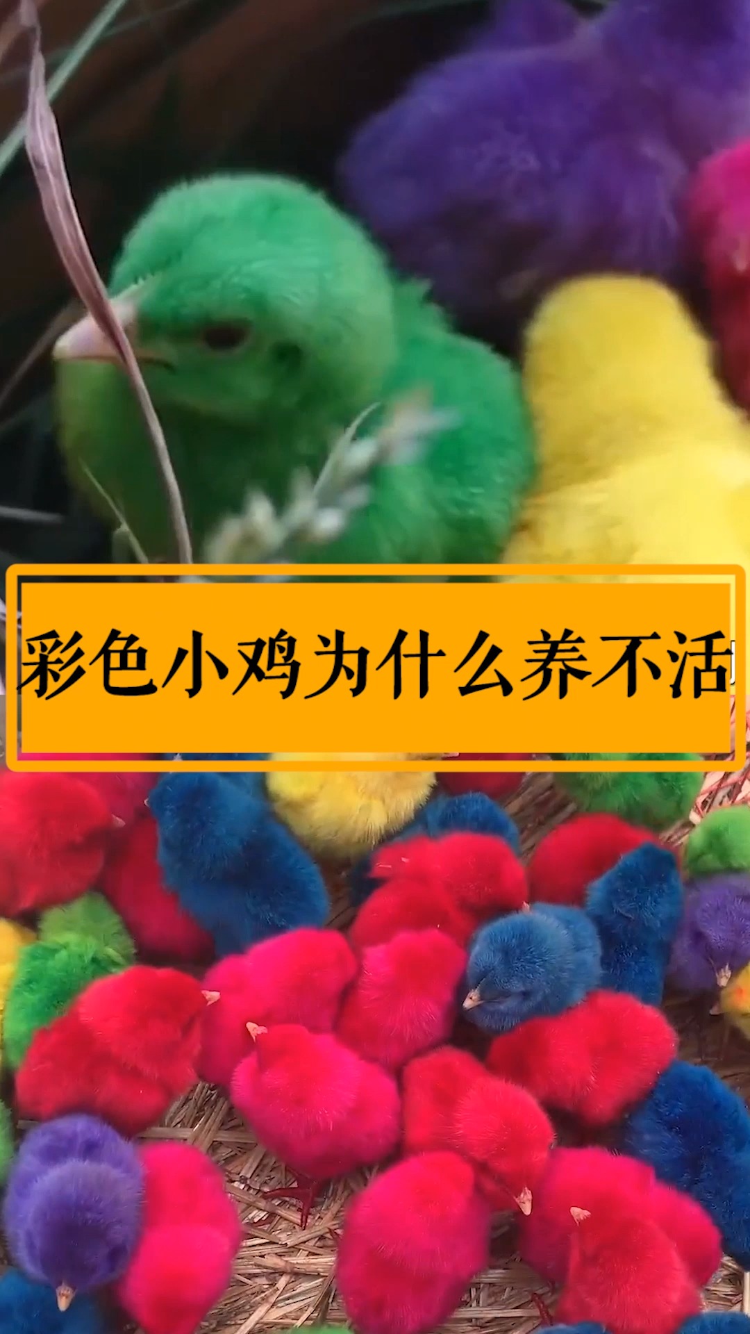 彩色小鸡其背后命运,让人真是想不到!