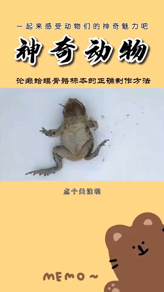 论癞蛤蟆骨骼标本的正确制作方法