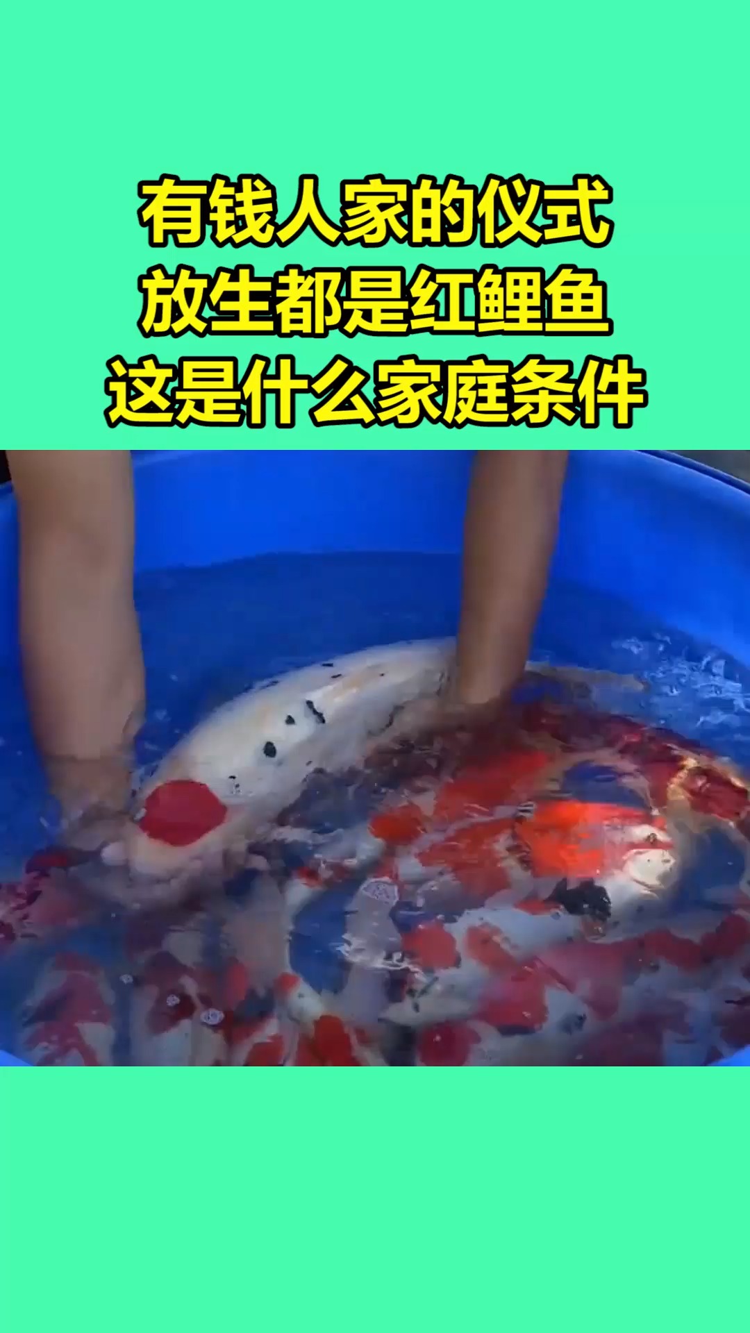 #我要上热门#有钱人家的仪式,放生都是红鲤鱼,这是什么家庭条件?