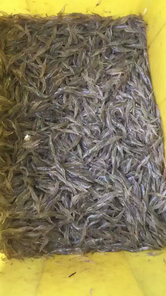 自家爸爸养殖场跑进来的野生小白虾,好吃到不行,虽小但鲜甜,又是海水虾