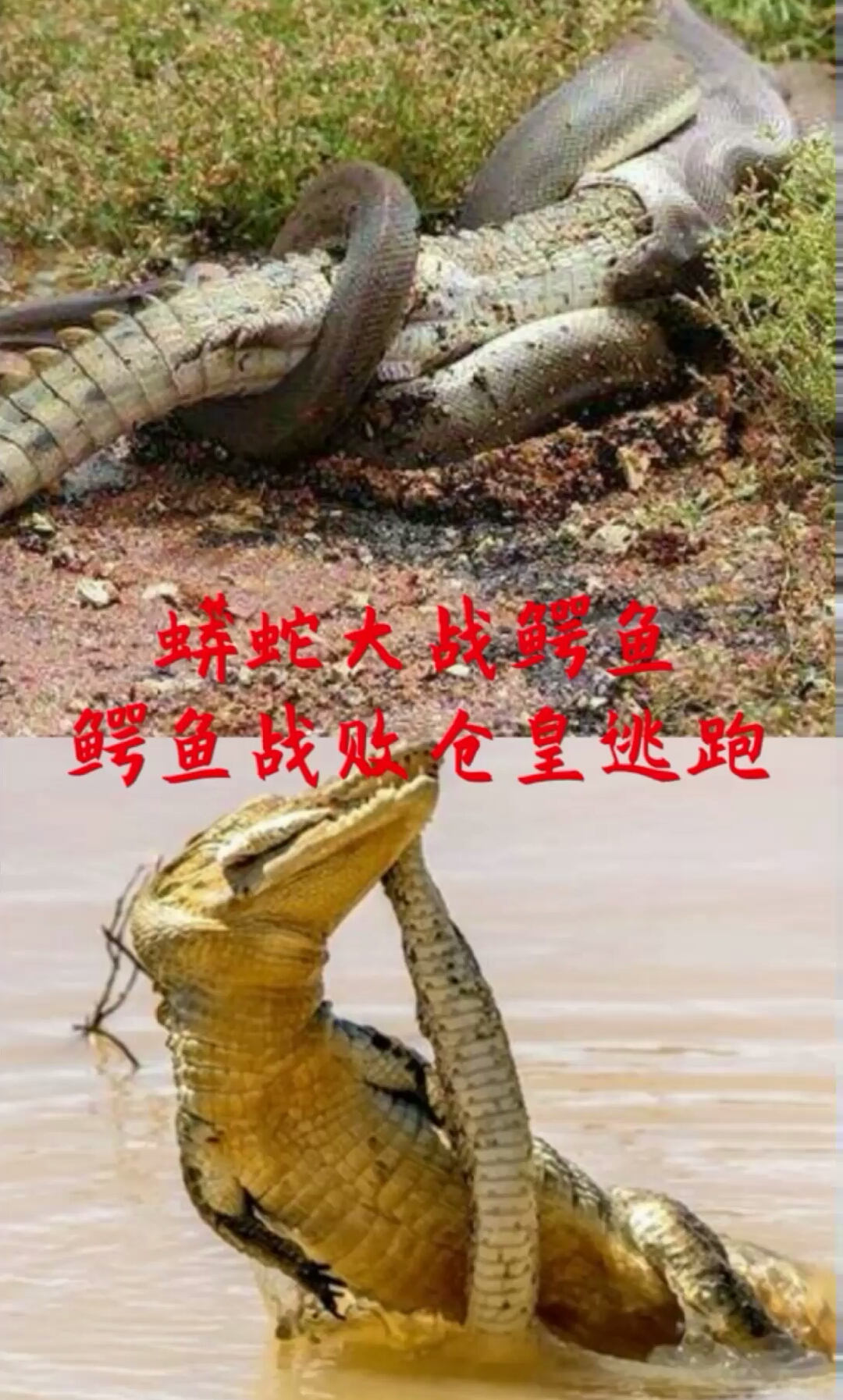 蟒蛇大战鳄鱼,孰强孰弱