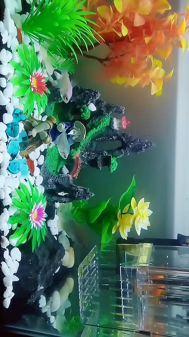 刚放置的产房,皮球鱼便开始产卵了