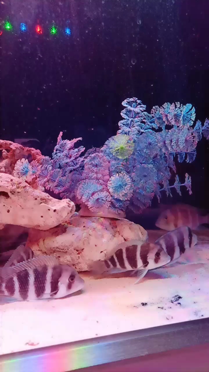 分享视频