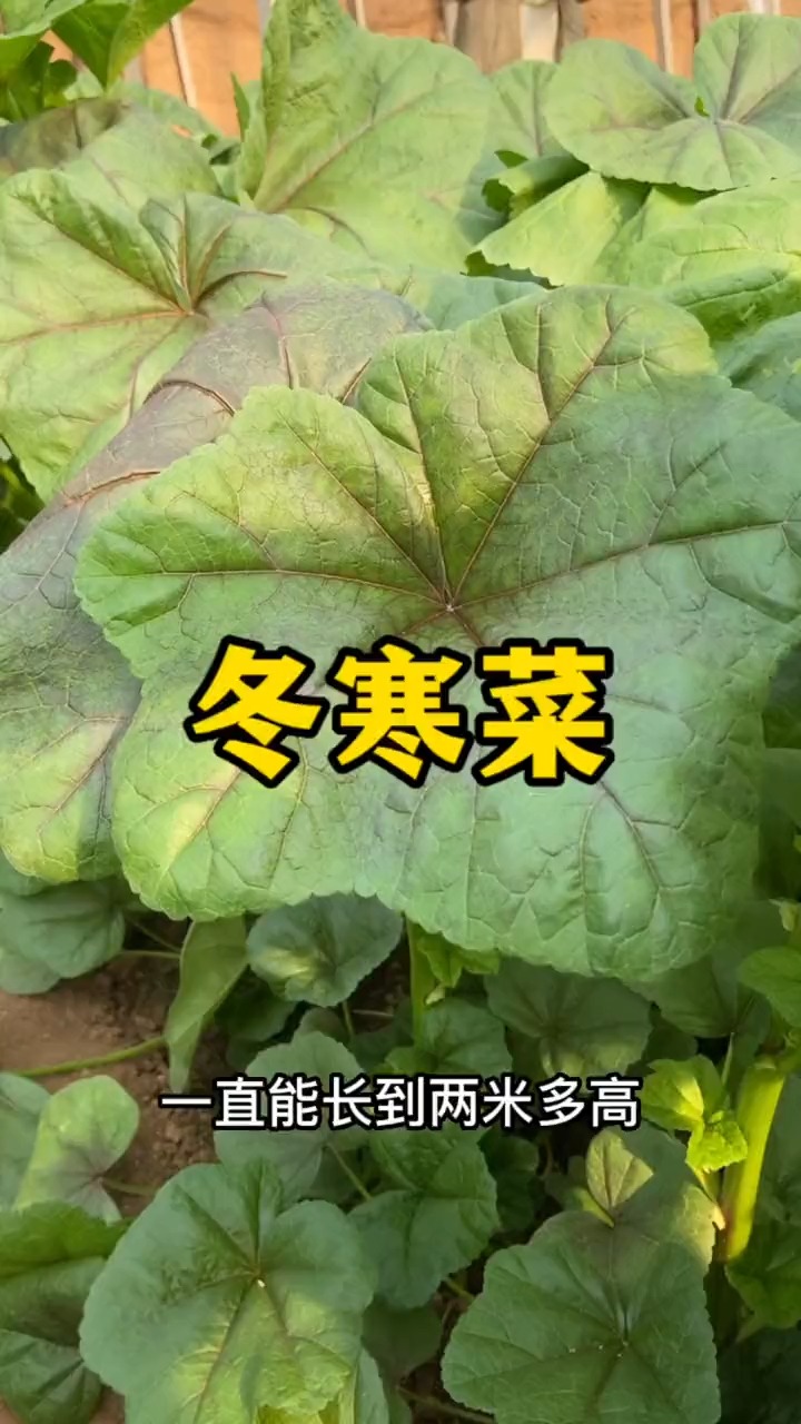 #带你看三农#冬天种菜就选它,天气越冷它长的越好