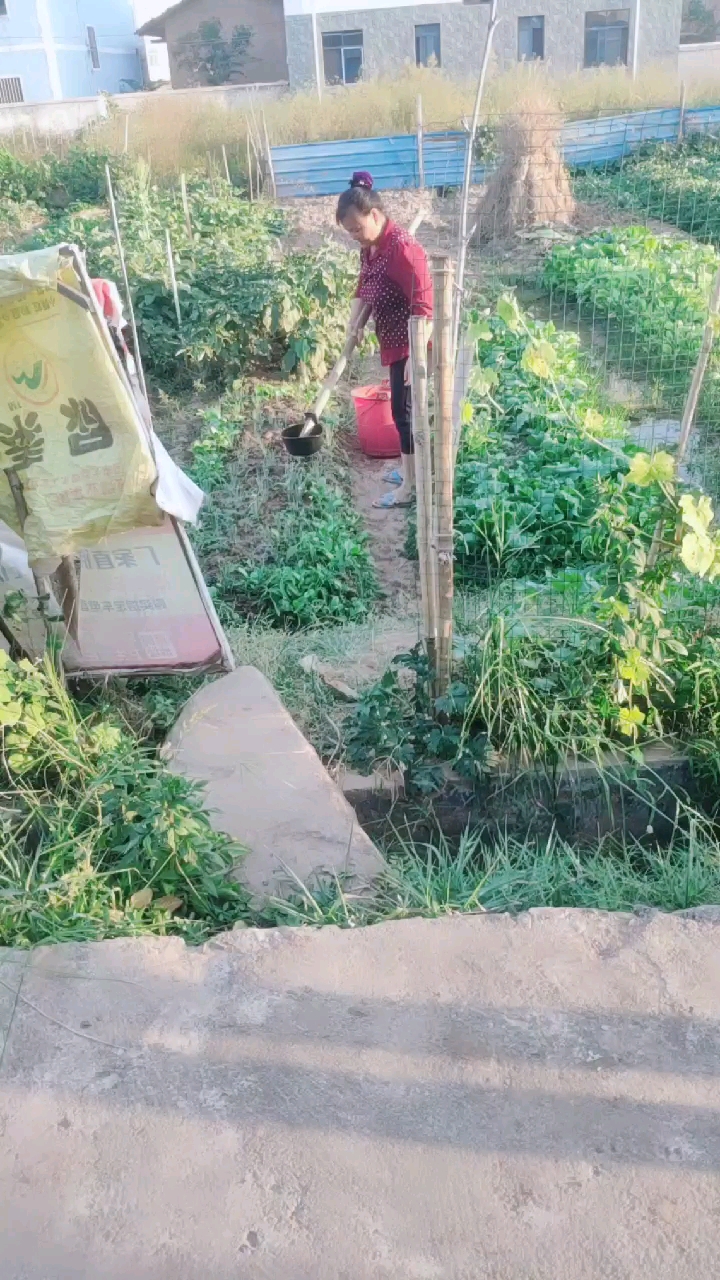 #秋分#有机蔬菜!纯天然