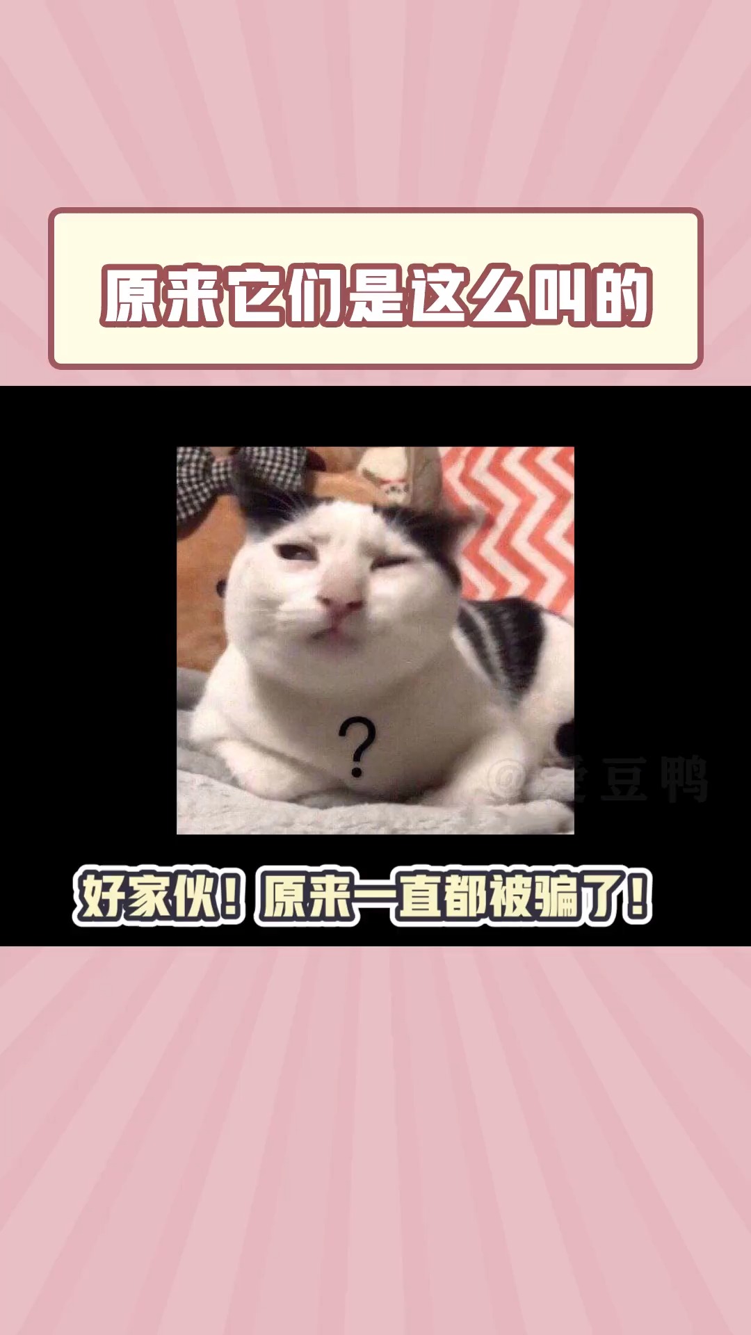 原来你们是这样的小动物～