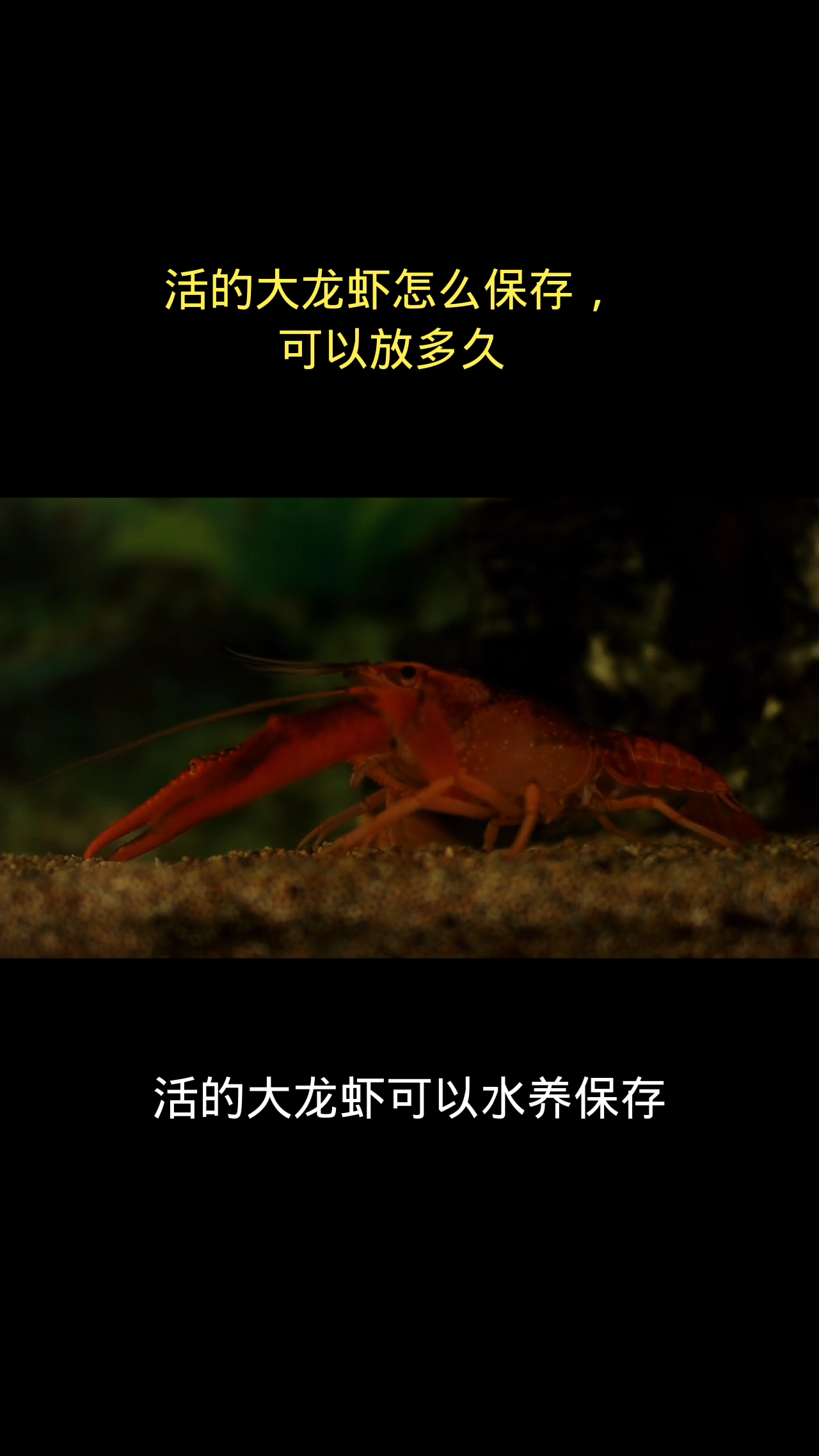 活的大龙虾怎么保存,可以放多久