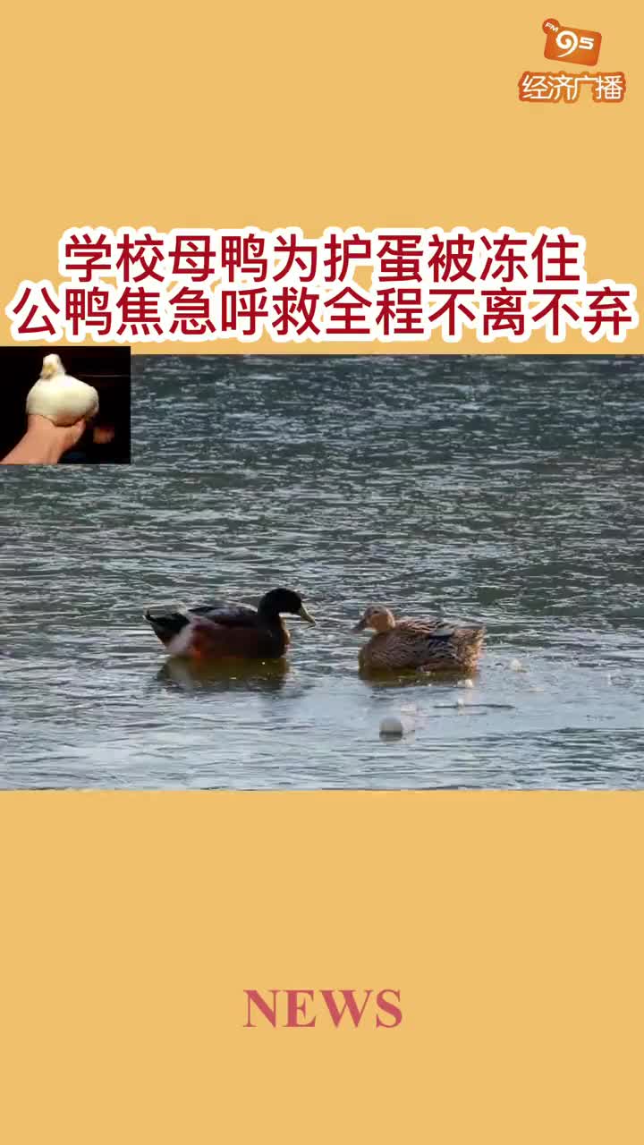 母鸭河面下蛋被冻公鸭摇尾呼救