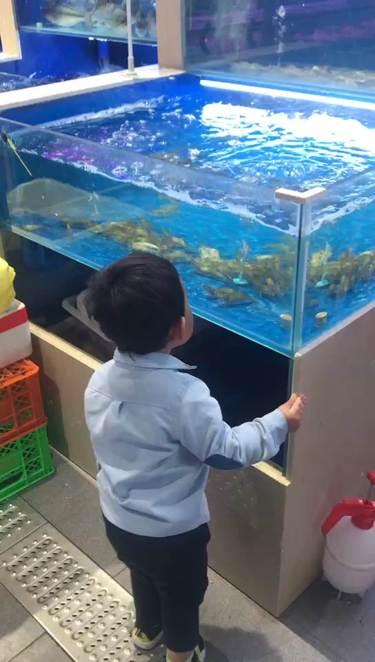 宝宝在看鱼缸里的鱼在游泳