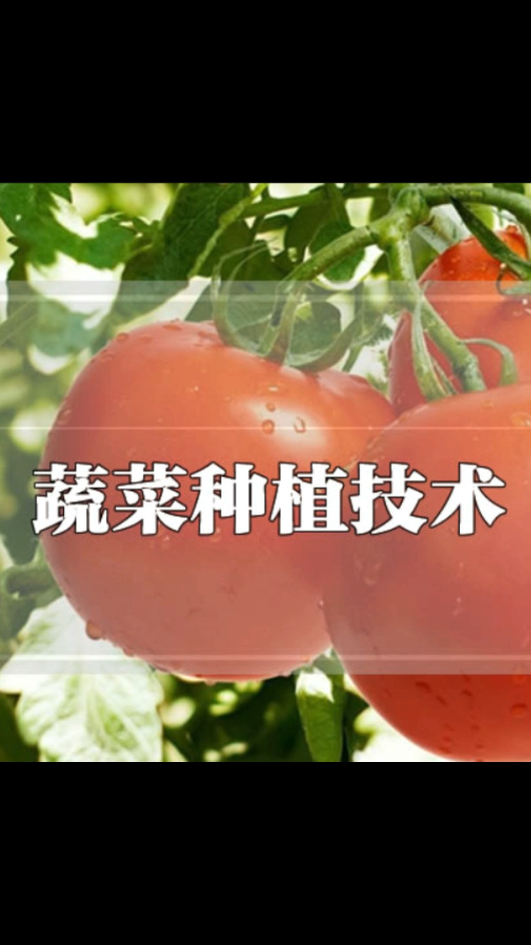病虫害嫁接教学书施肥种植视频大棚蔬菜管理资料 蔬菜栽培技术教程