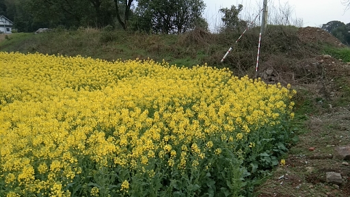 油菜花开