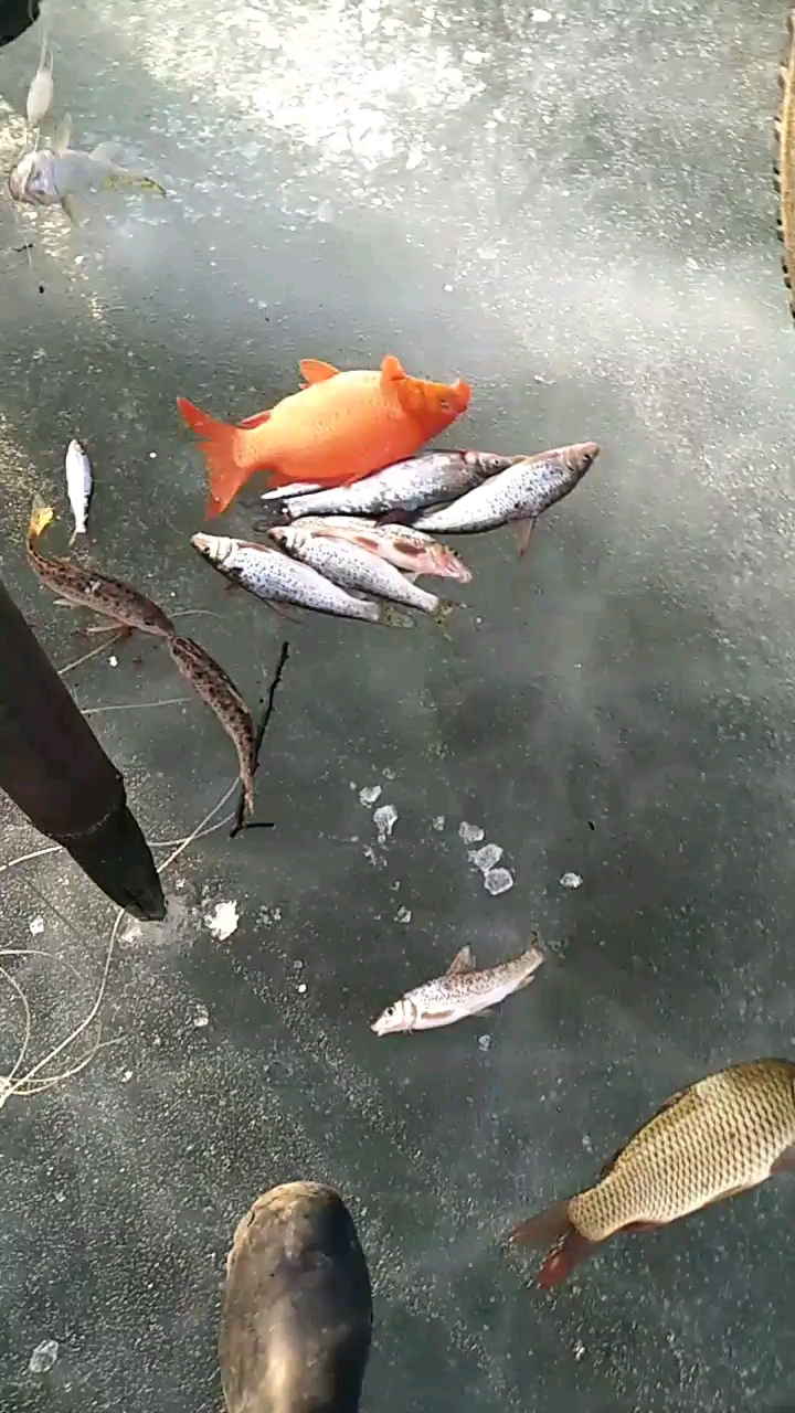 看见红鲤鱼的双击后,今年一定能发大财,双击双击,你一定发财。