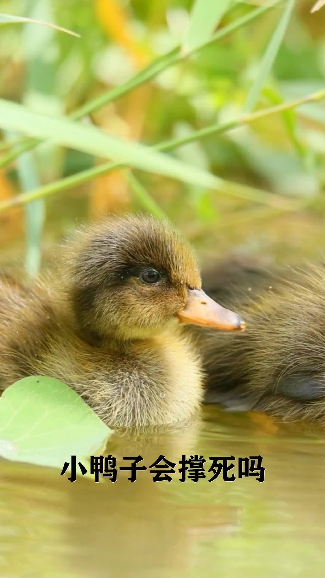 科普动物小知识,小鸭子会撑死吗