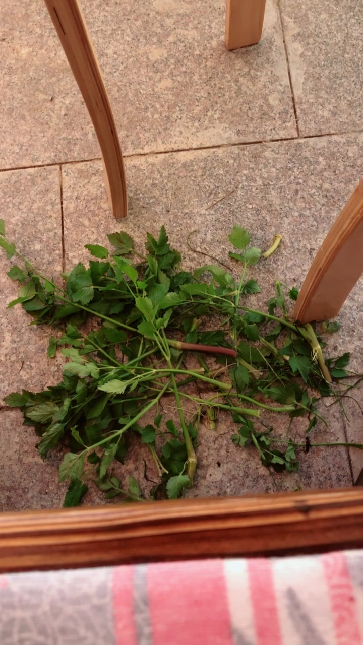 #美食#河芹菜～有吃过的吗?据说口感很不错山沟里的传统地标性青菜