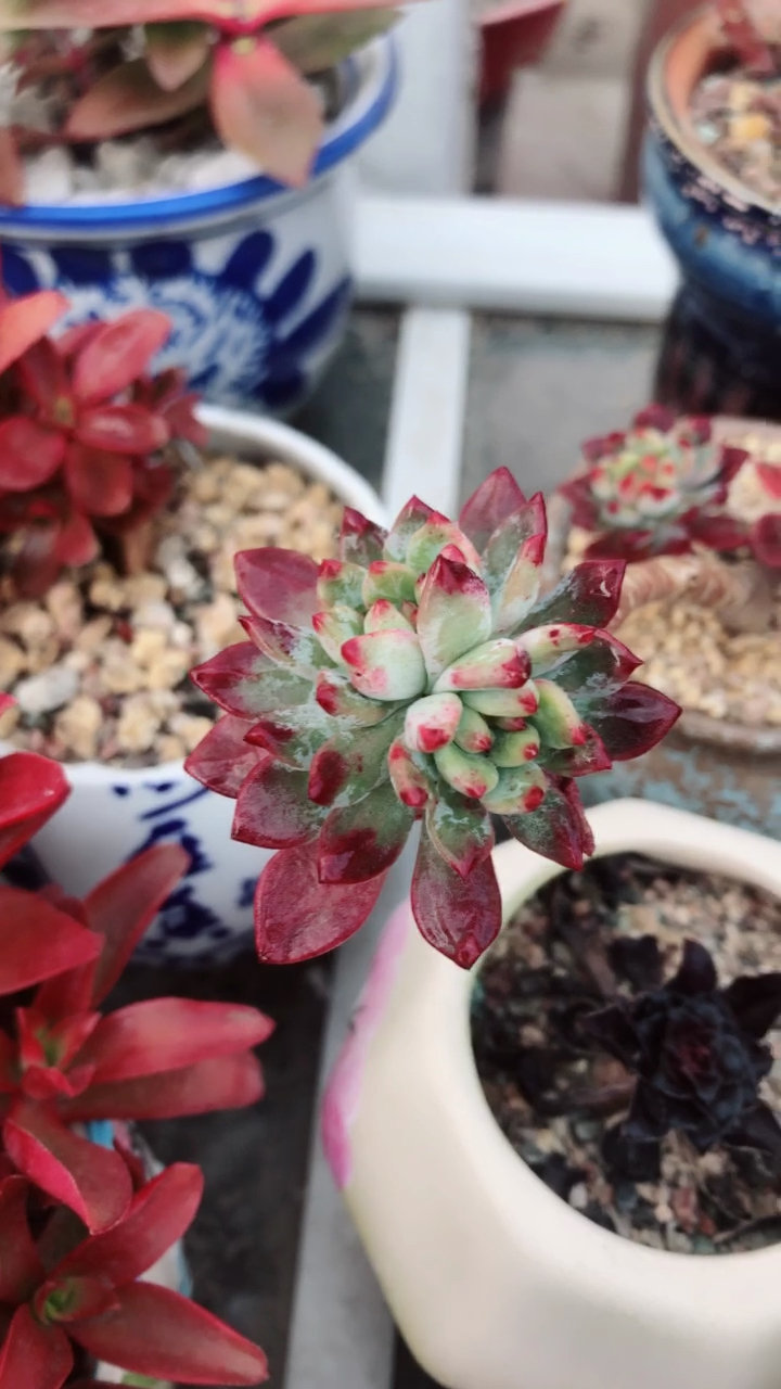 蓝苹果