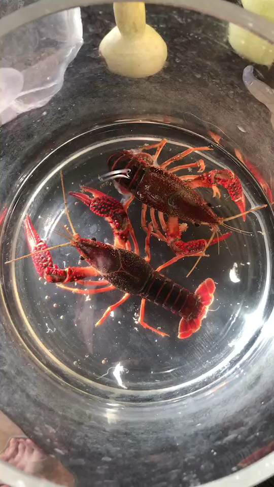 小龙虾产卵了