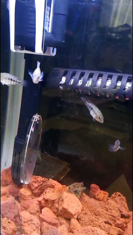 红马鱼苗时期的样子,瓜子大小。