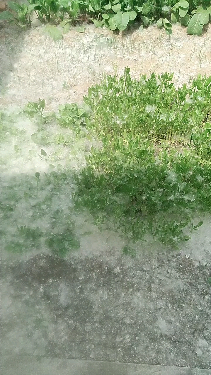 光头强快点砍杨树来,我给你开钱