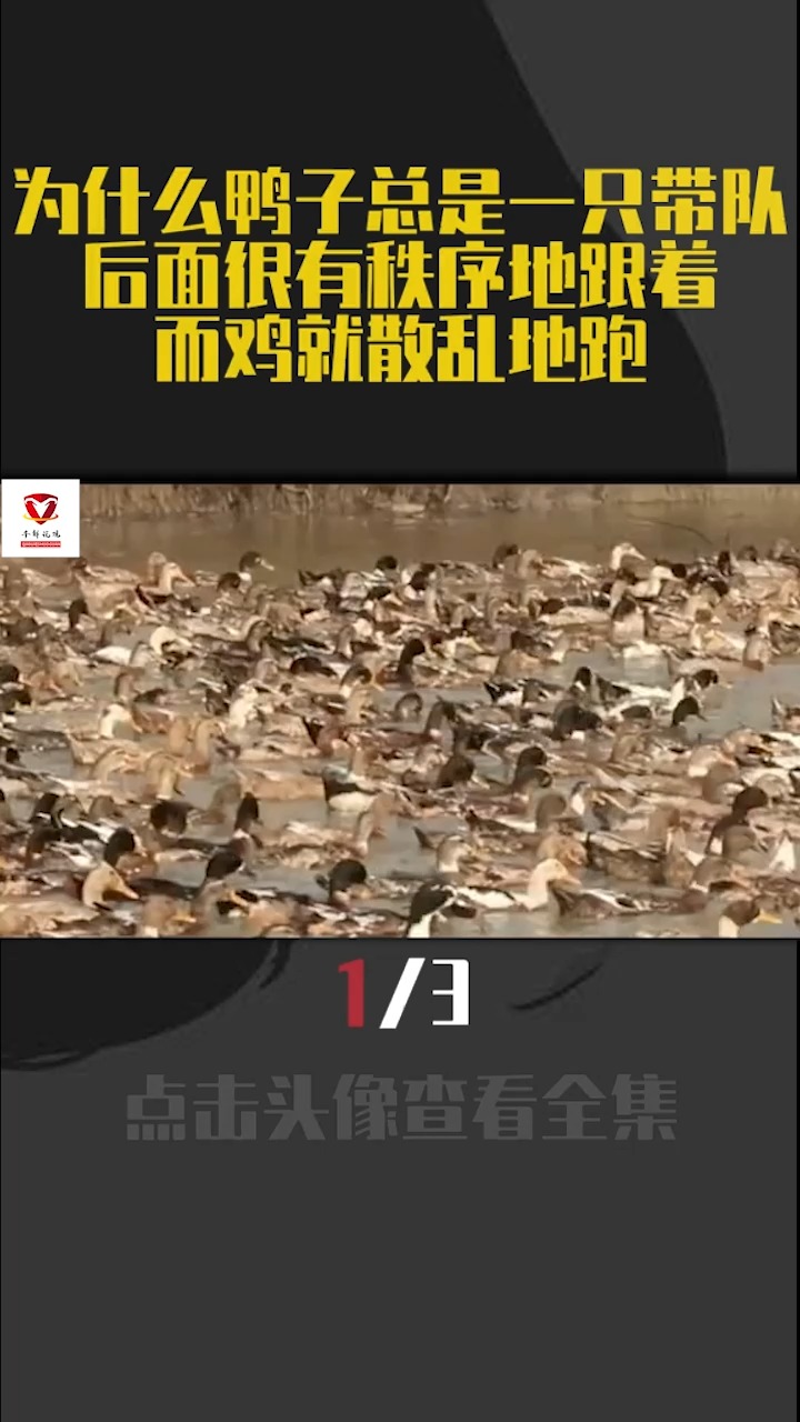 为什么鸭子总是一只带队,后面很有秩序地跟着,而鸡就散乱地跑?