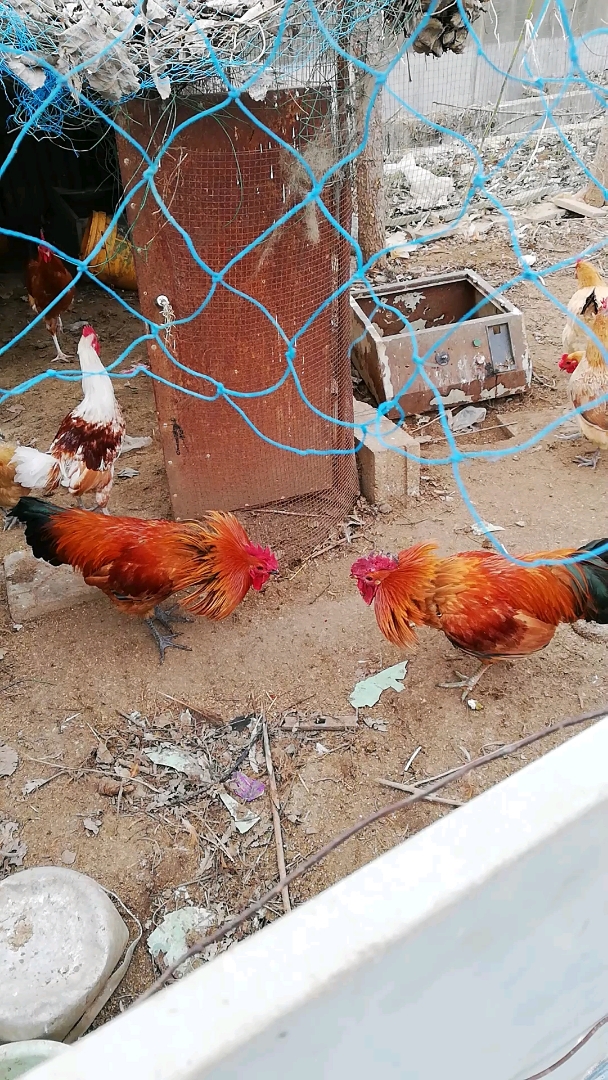 一窝不容两只大公鸡