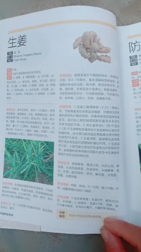 #开心扭起来#多吃生姜,少吃香菜