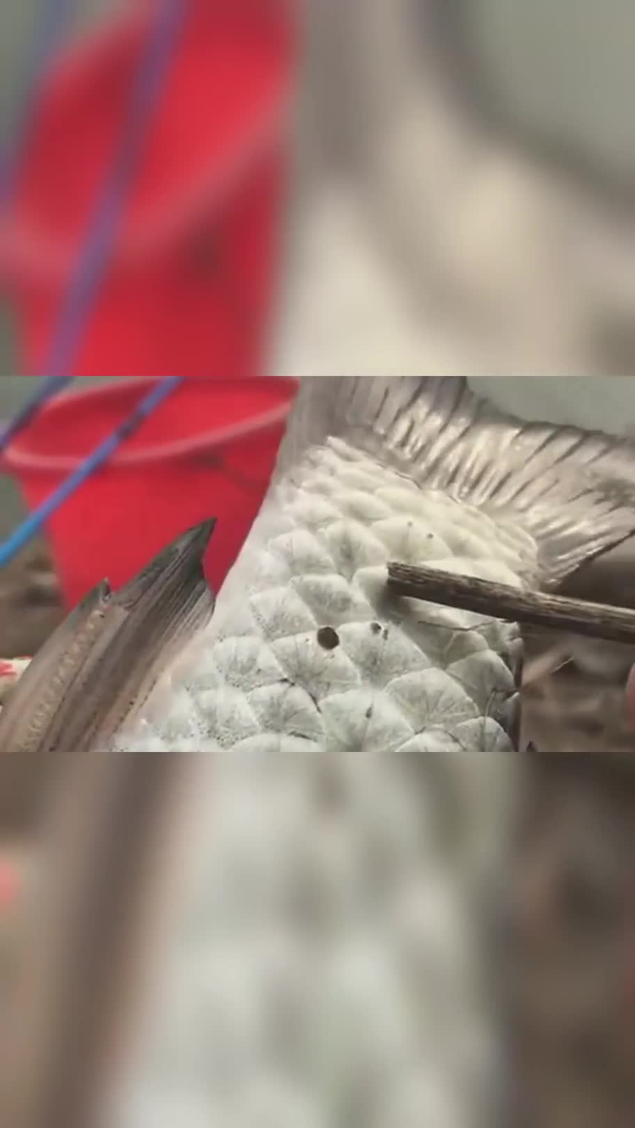是不是野生鲫鱼,看这鳞片在29片以内就是,这方法你学会了吗?