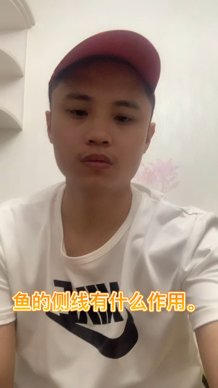 鱼的侧线有什么作用