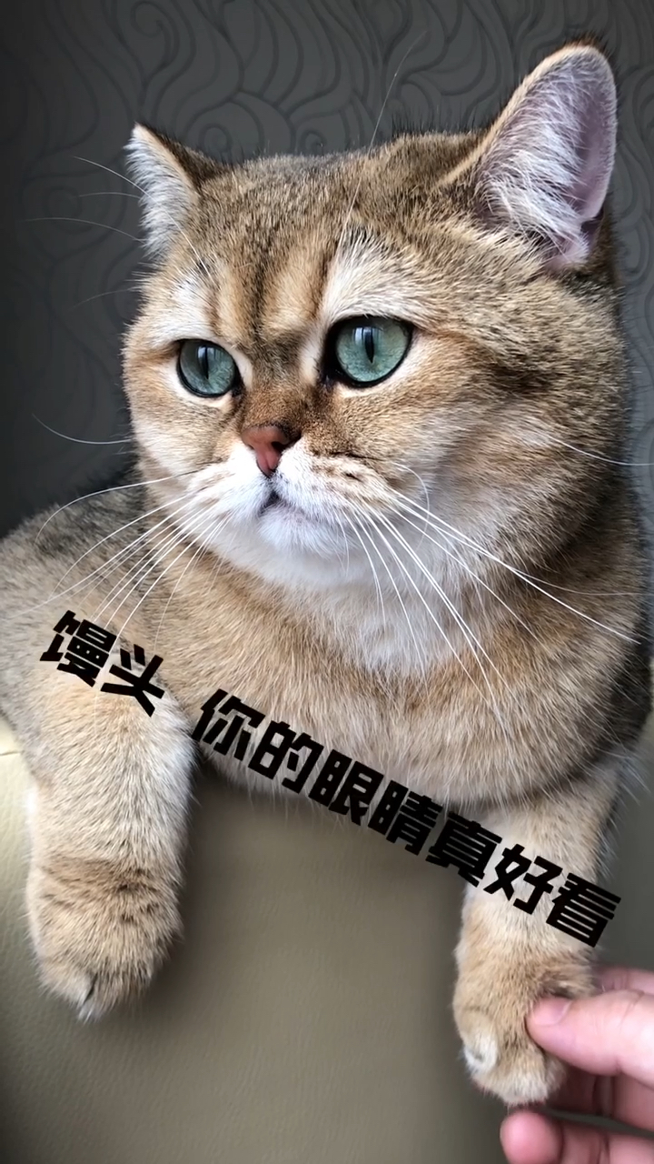 #神宠来袭#大眼睛