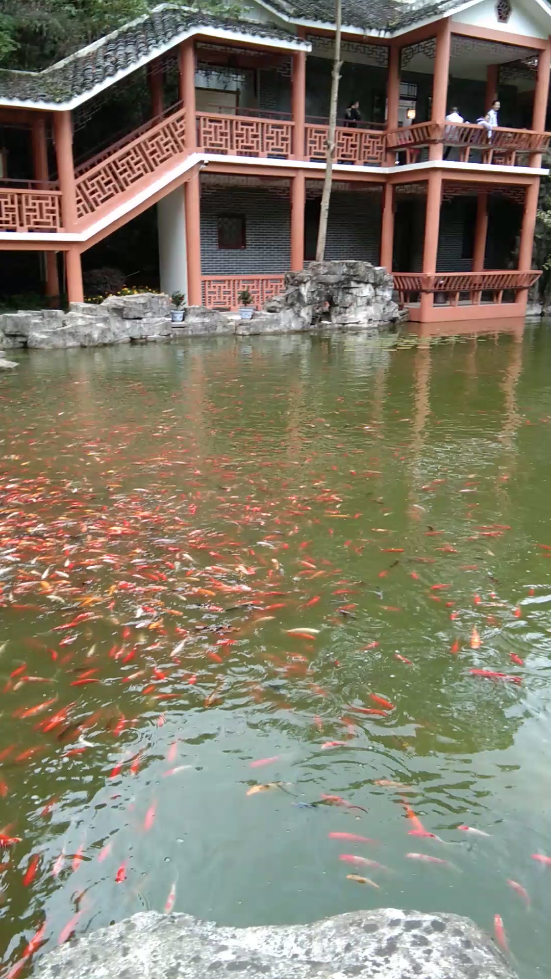 金鱼池