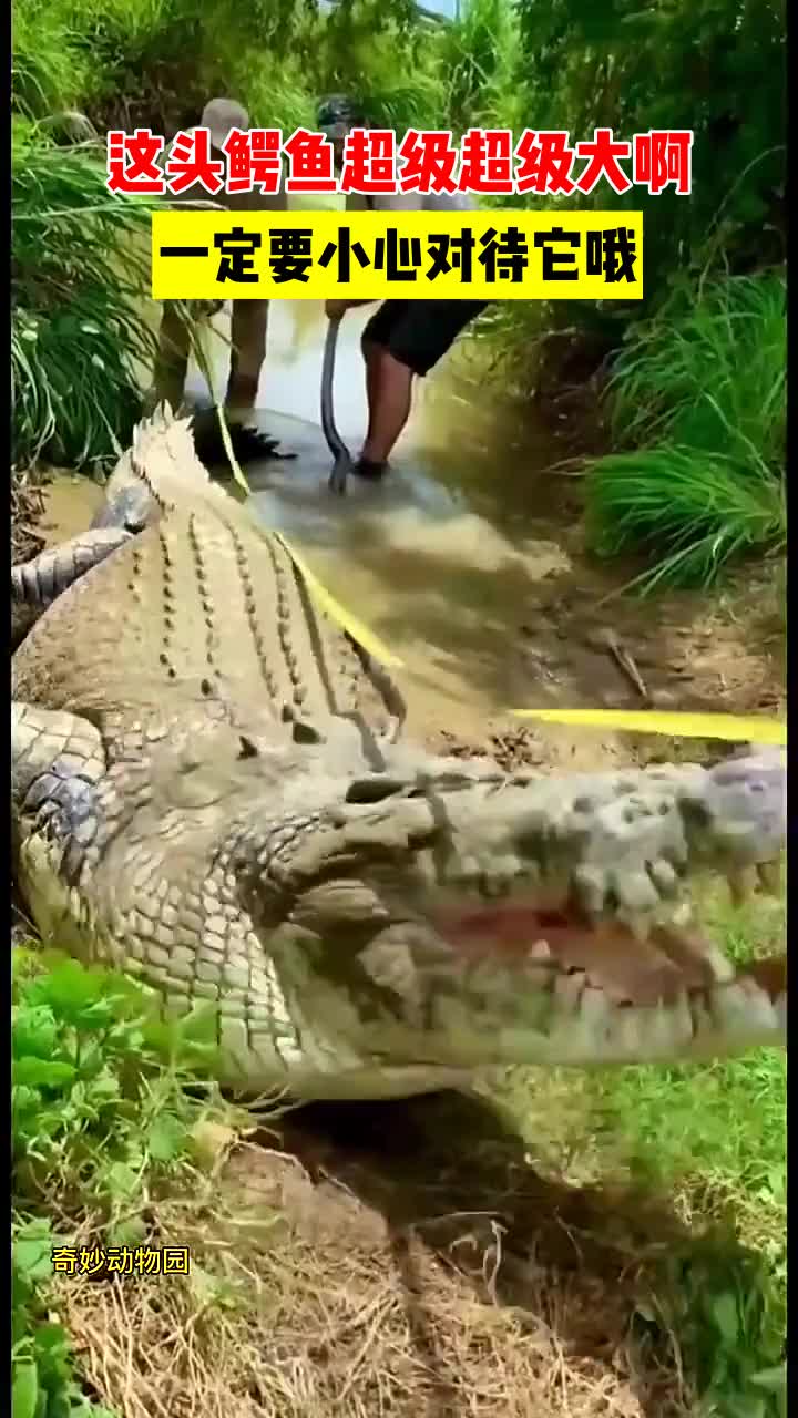 这头鳄鱼超级超级大啊,一定要小心对待它哦
