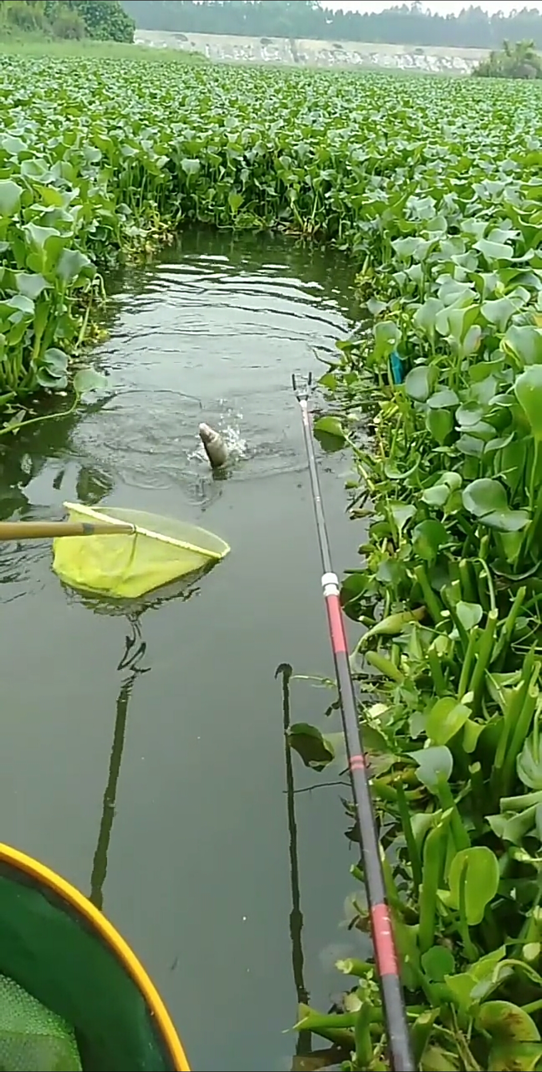 还是钓土鲮鱼爽啊!