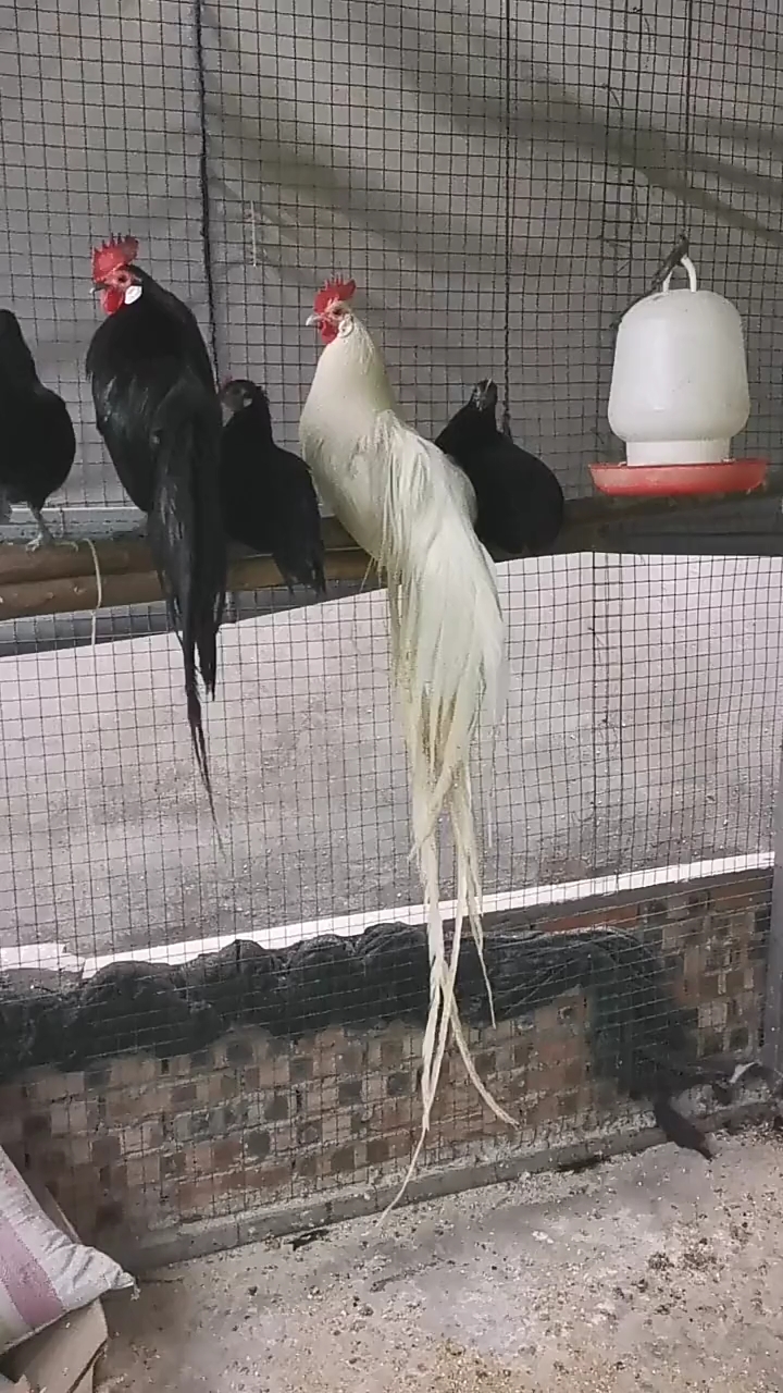 美丽的日本长尾巴鸡