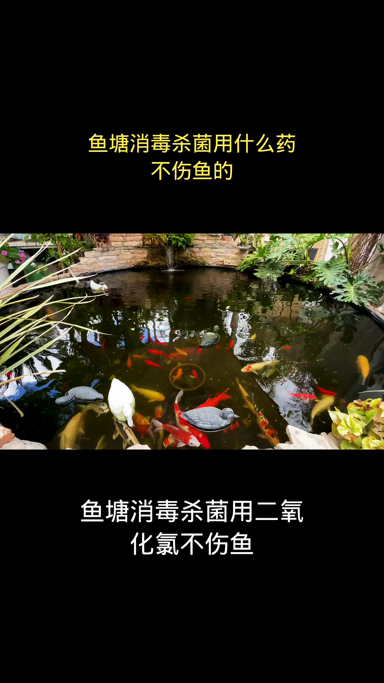 鱼塘消毒杀菌用什么药不伤鱼的