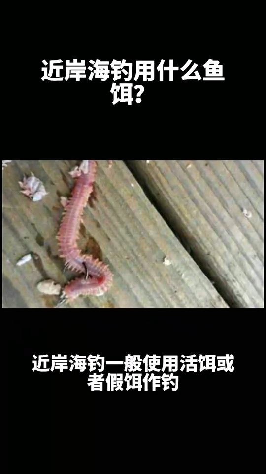 近岸海钓用什么鱼饵?