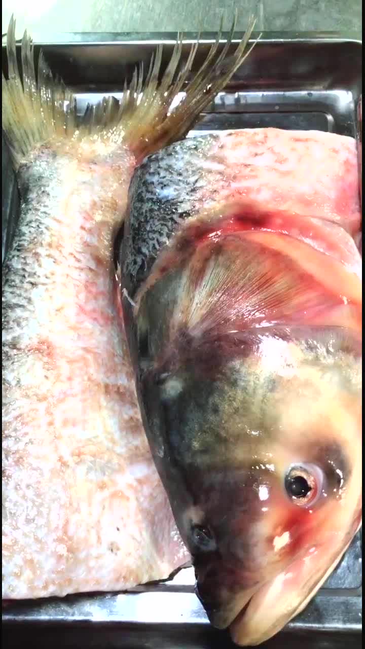 教大家如何煮炖肥头鱼,吃鲜嫩的肉。