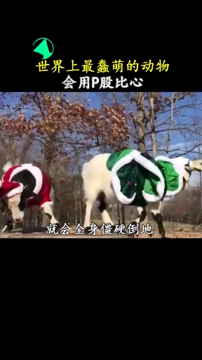 最萌傻动物